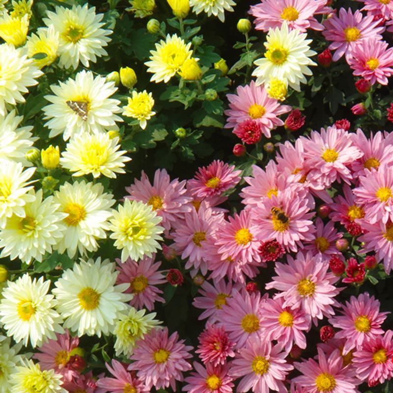 地被菊花种子秋季种多年生花籽景观花卉种子四季种
