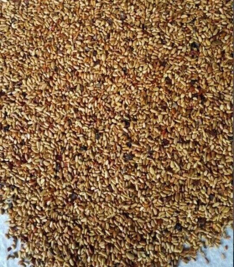 地被菊花种子秋季种多年生花籽景观花卉种子四季种