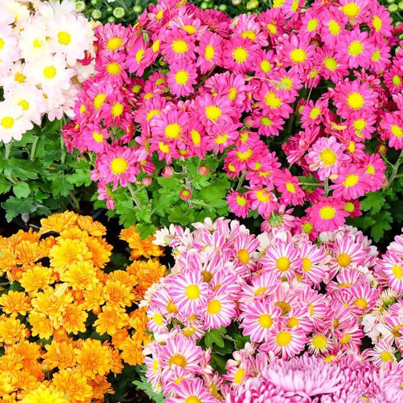 地被菊花种子秋季种多年生花籽景观花卉种子四季种