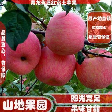 青龙县，优质红富士苹果欢迎各位客商前来选购。