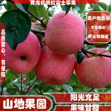 青龙县，优质红富士苹果欢迎各位客商前来选购。