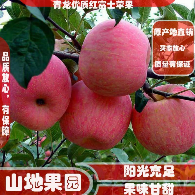 青龙县，优质红富士苹果欢迎各位客商前来选购。