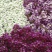 香雪球种子蜜蜂采蜜花卉种子四季播蜜源植物花期长芳香花种籽