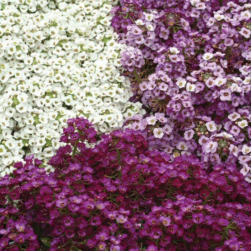 香雪球种子蜜蜂采蜜花卉种子四季播蜜源植物花期长芳香花种籽