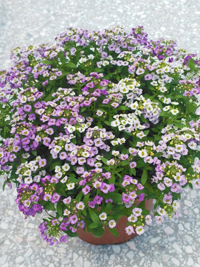 香雪球种子蜜蜂采蜜花卉种子四季播蜜源植物花期长芳香花种籽