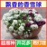 香雪球种子蜜蜂采蜜花卉种子四季播蜜源植物花期长芳香花种籽
