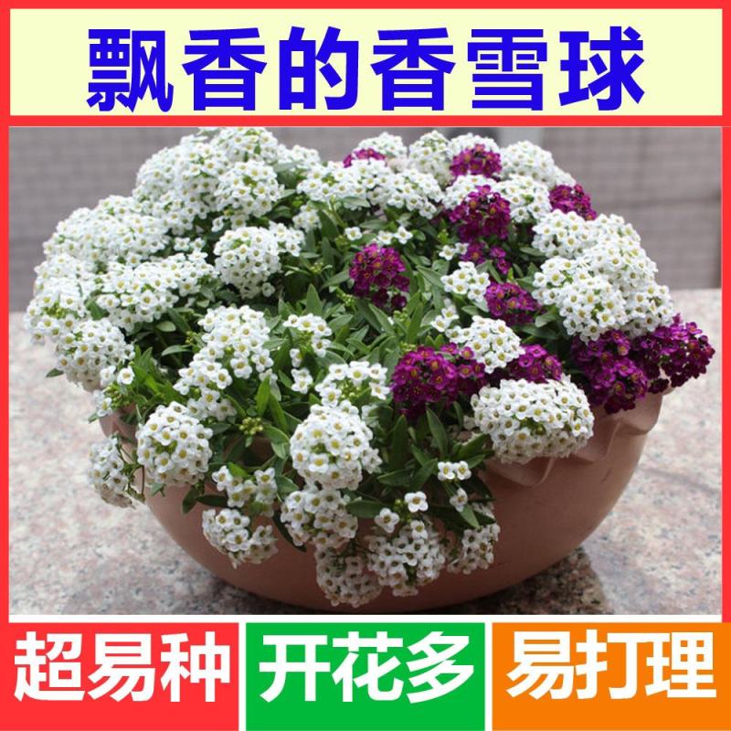 香雪球种子蜜蜂采蜜花卉种子四季播蜜源植物花期长芳香花种籽