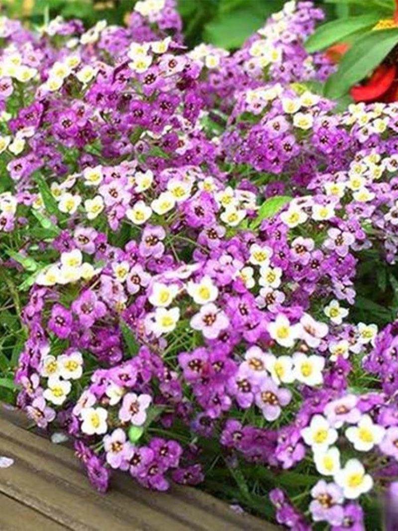 香雪球种子蜜蜂采蜜花卉种子四季播蜜源植物花期长芳香花种籽