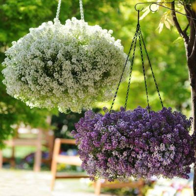 香雪球种子蜜蜂采蜜花卉种子四季播蜜源植物花期长芳香花种籽
