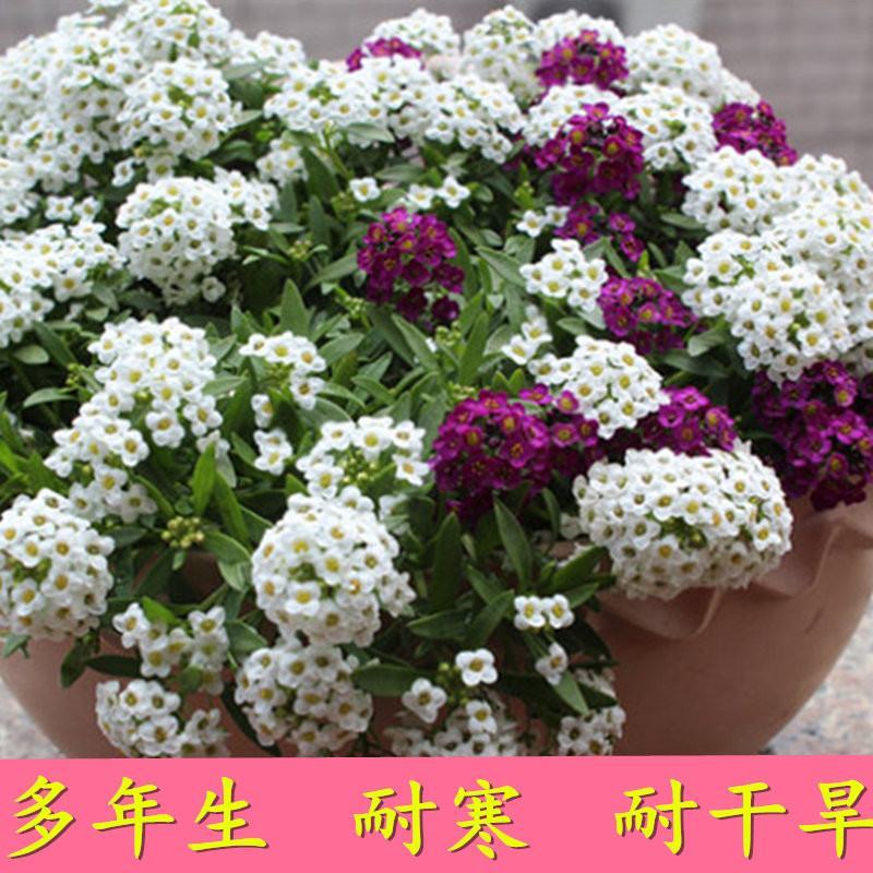 香雪球种子蜜蜂采蜜花卉种子四季播蜜源植物花期长芳香花种籽