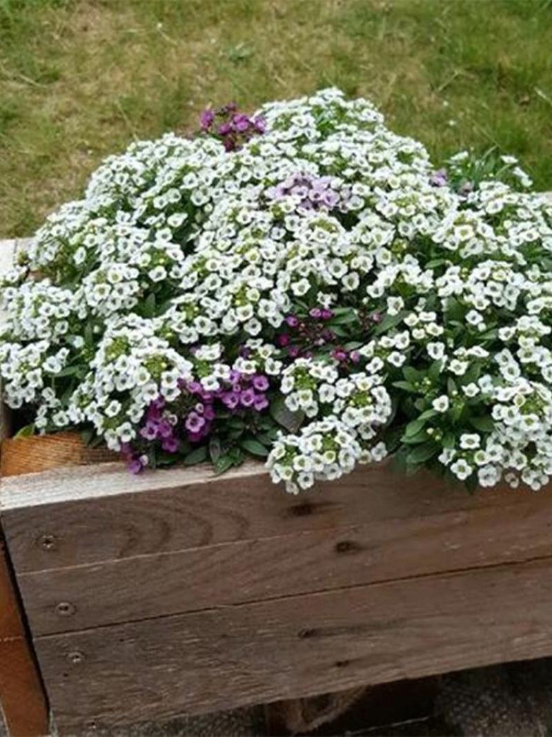 香雪球种子蜜蜂采蜜花卉种子四季播蜜源植物花期长芳香花种籽