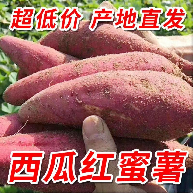 红薯西瓜红红薯超甜产地直发量大从优可视频看货