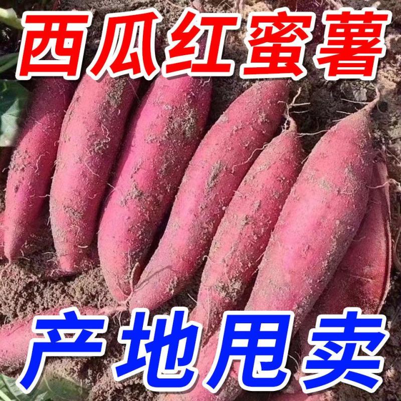 红薯西瓜红红薯超甜产地直发量大从优可视频看货