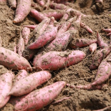 红薯龙薯9号开封龙薯9号蜜薯量大从优基地供应