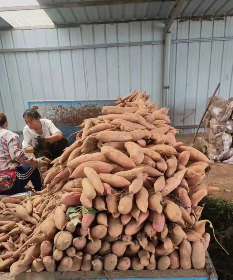 红薯西瓜红红薯超甜产地直发量大从优可视频看货