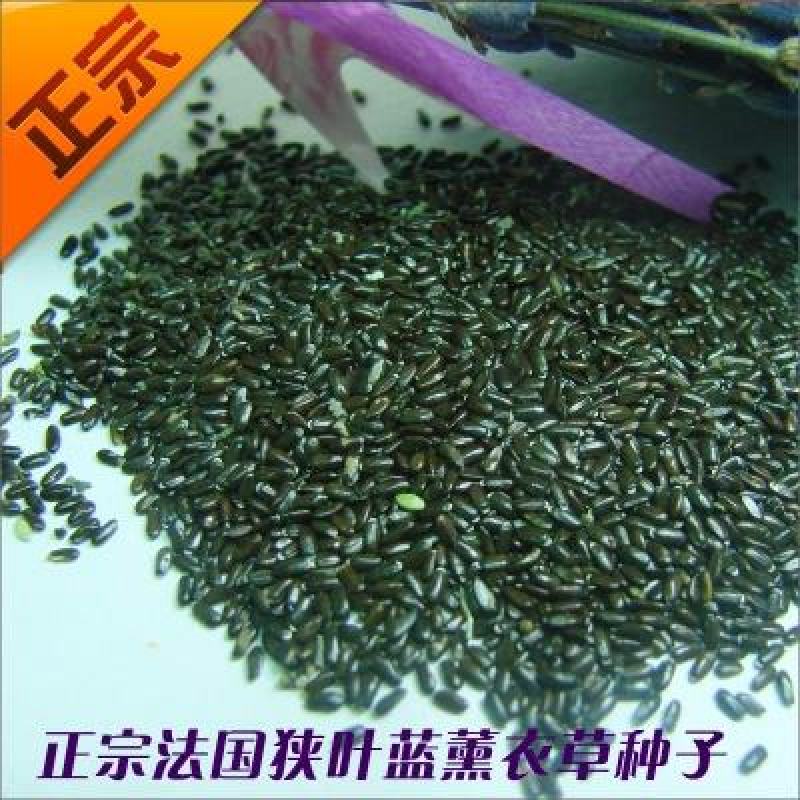 薰衣草种子四季易种普罗旺斯薰衣草种子多年生花草种子耐寒