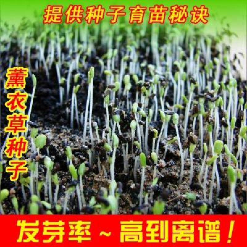 薰衣草种子四季易种普罗旺斯薰衣草种子多年生花草种子耐寒