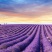 薰衣草种子四季易种普罗旺斯薰衣草种子多年生花草种子耐寒