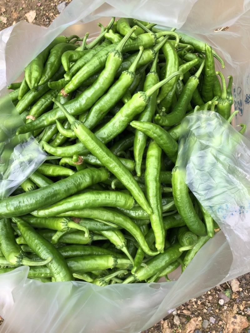 湘研55辣椒，湖南本地椒，基地直供，产地代办，货源稳定。