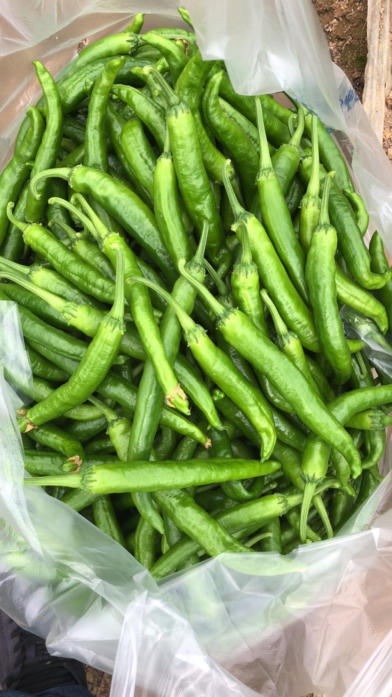 湘研55辣椒，湖南本地椒，基地直供，产地代办，货源稳定。