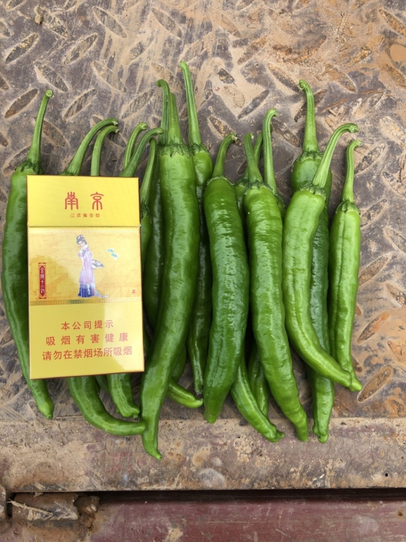 湘研55辣椒，湖南本地椒，基地直供，产地代办，货源稳定。