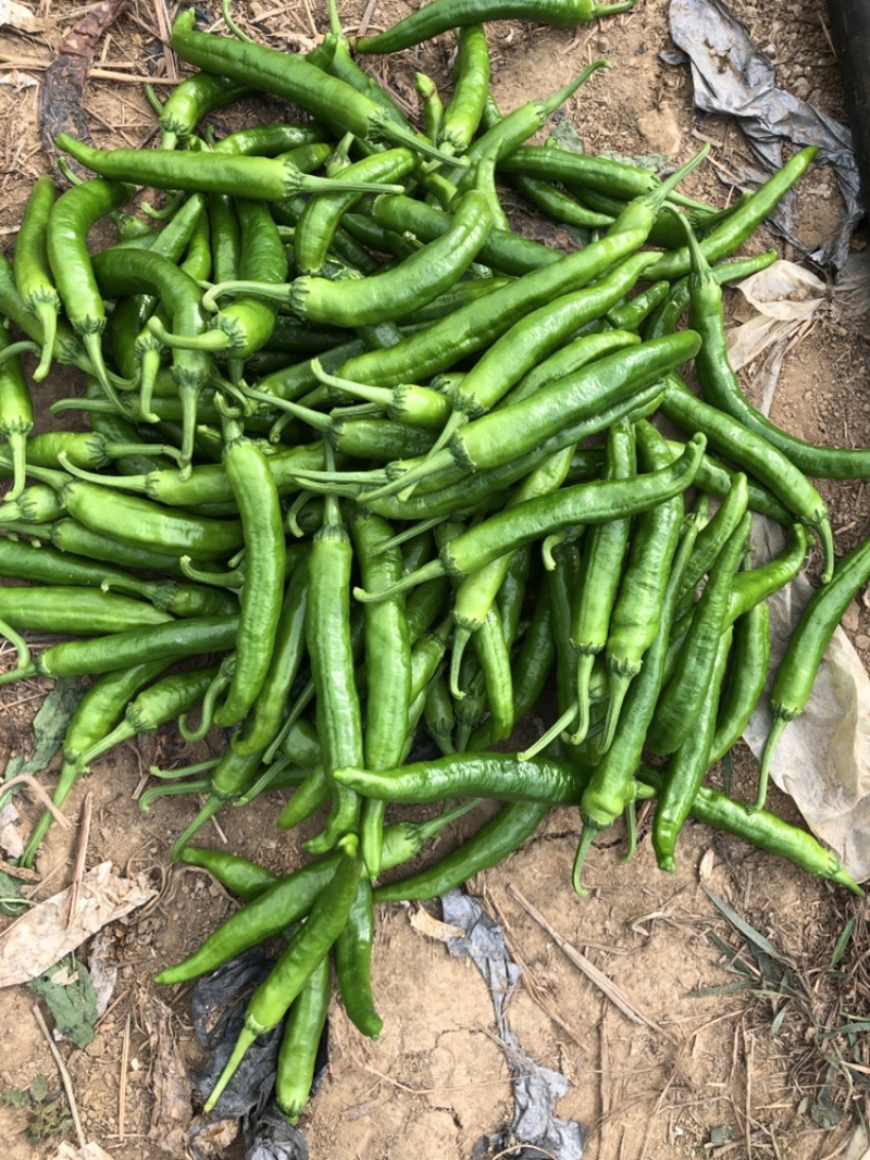 湘研55辣椒，湖南本地椒，基地直供，产地代办，货源稳定。
