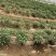湘研55辣椒，湖南本地椒，基地直供，产地代办，货源稳定。