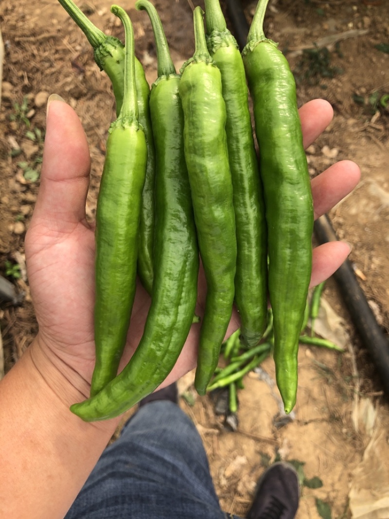 湘研55辣椒，湖南本地椒，基地直供，产地代办，货源稳定。