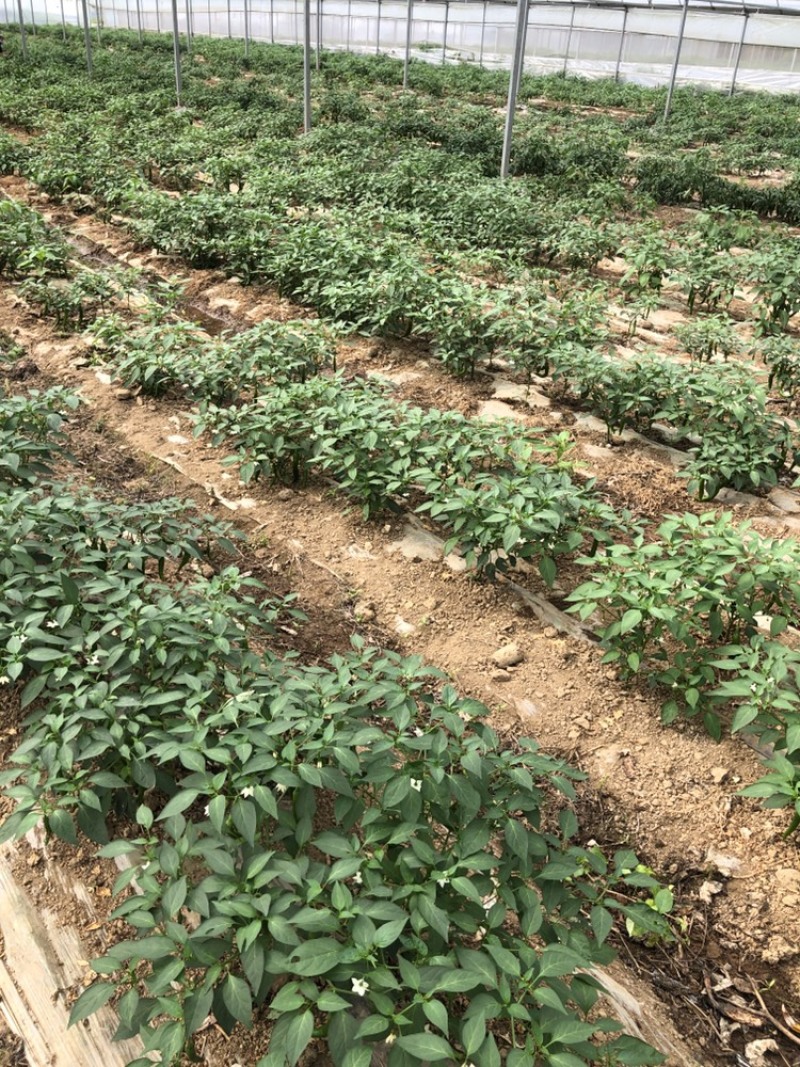 湘研55辣椒，湖南本地椒，基地直供，产地代办，货源稳定。