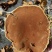 桑黄岩桑黄