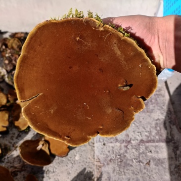 桑黄岩桑黄