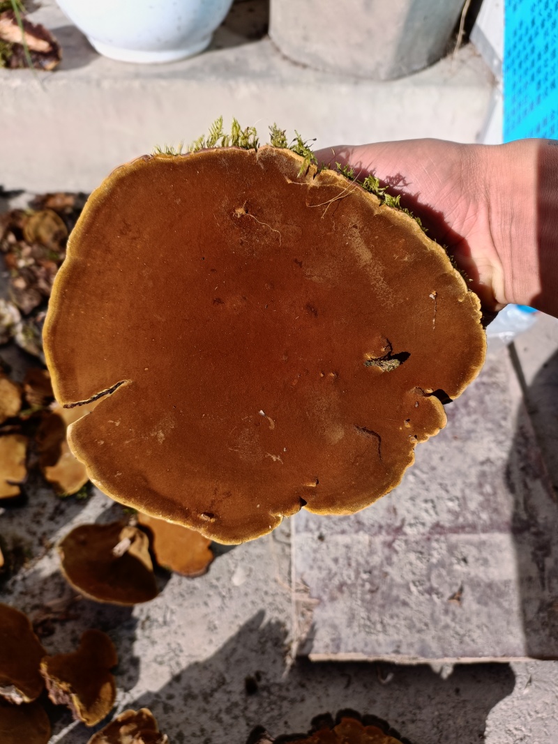 桑黄岩桑黄