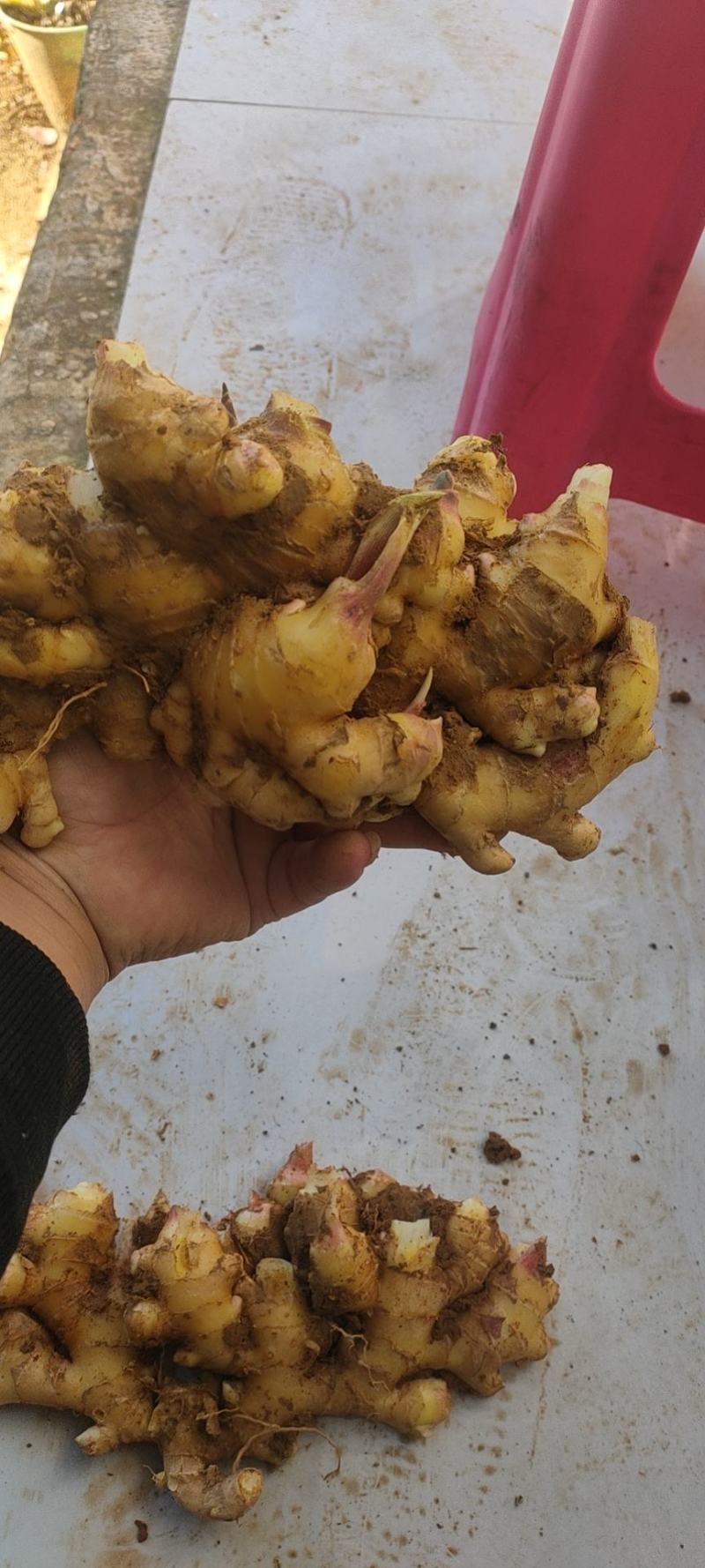 小黄姜