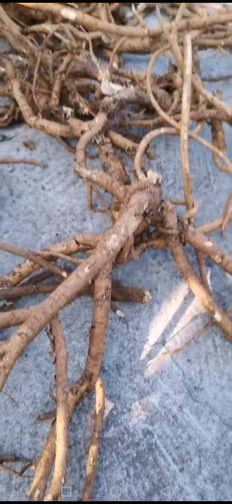 山豆根，贵州省黔西南州的货，野生的种植的均有！