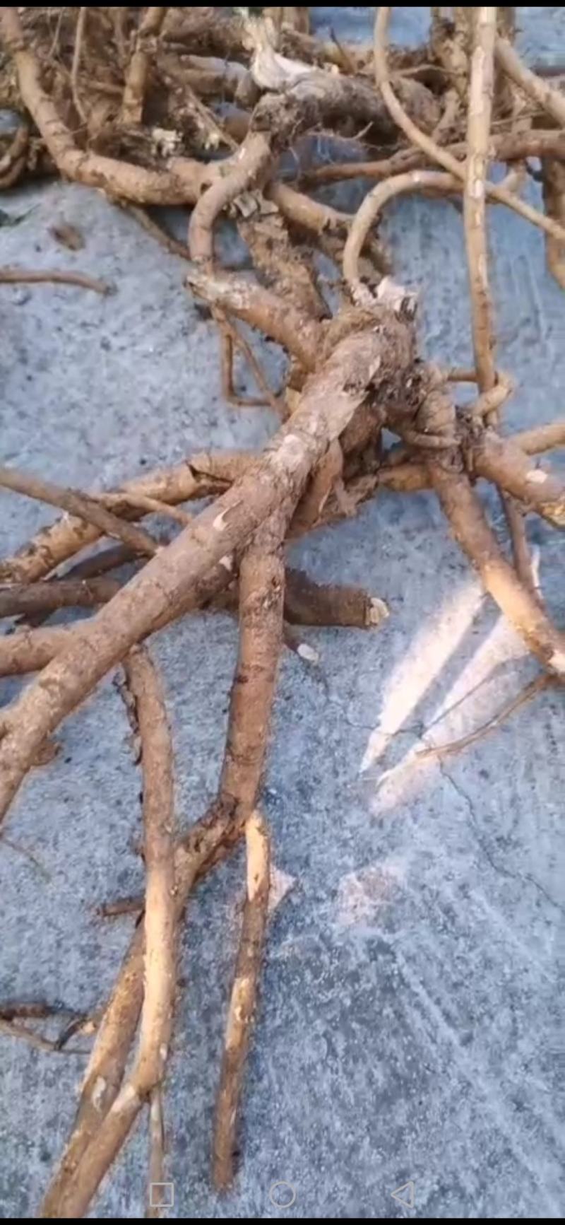 山豆根，贵州省黔西南州的货，野生的种植的均有！