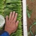 精品菠菜大量供货中一级货源诚信经营代发全国