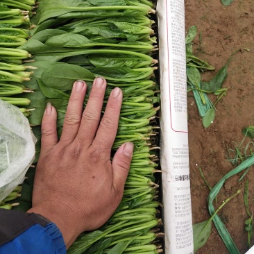 精品大叶菠菜一级货源山东菠菜大叶菠菜