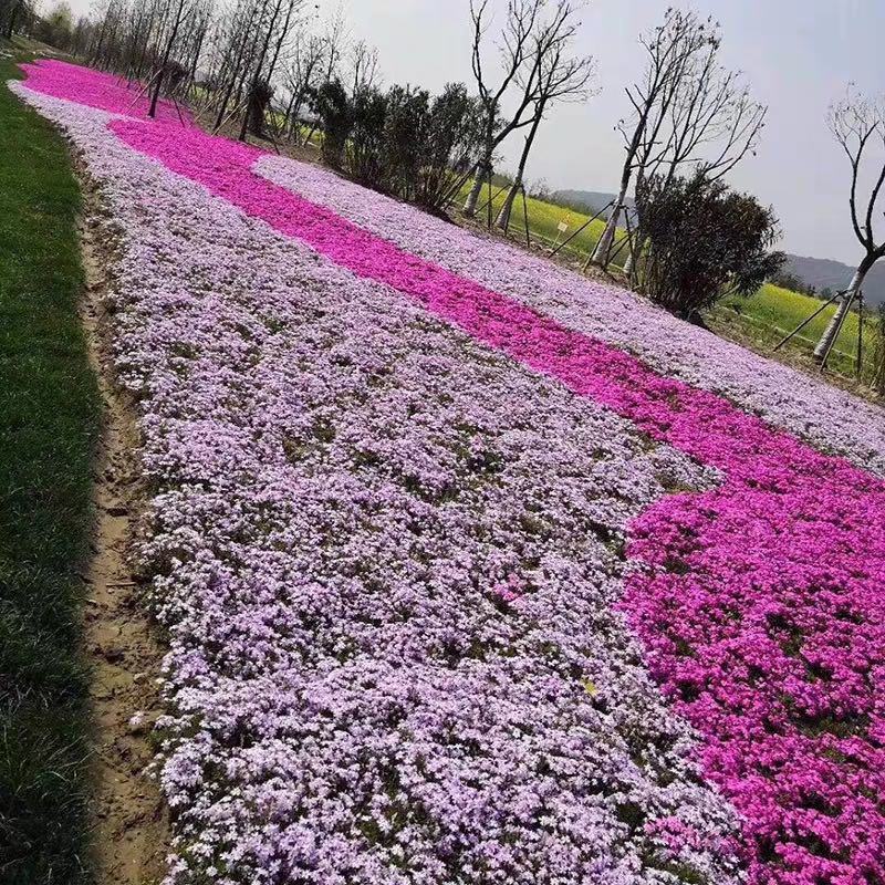 丛生芝樱花种子福禄考种子景观花海花籽五色梅四季开花种子