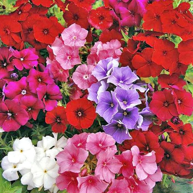 丛生芝樱花种子福禄考种子景观花海花籽五色梅四季开花种子
