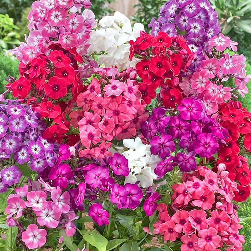 丛生芝樱花种子福禄考种子景观花海花籽五色梅四季开花种子