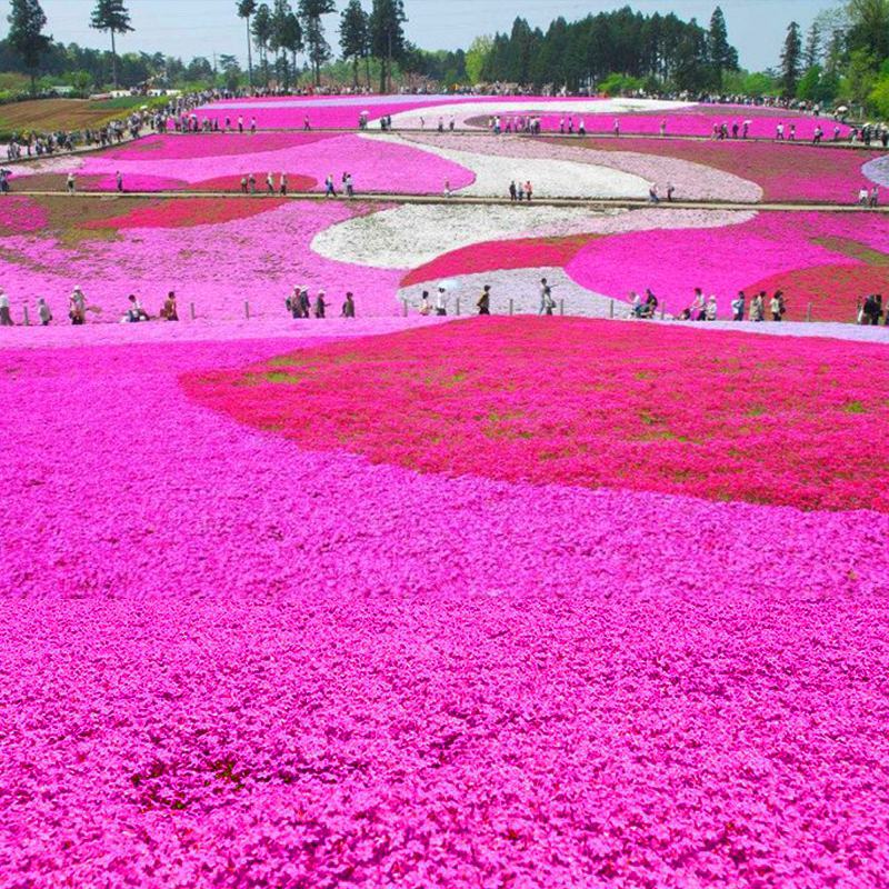 丛生芝樱花种子福禄考种子景观花海花籽五色梅四季开花种子