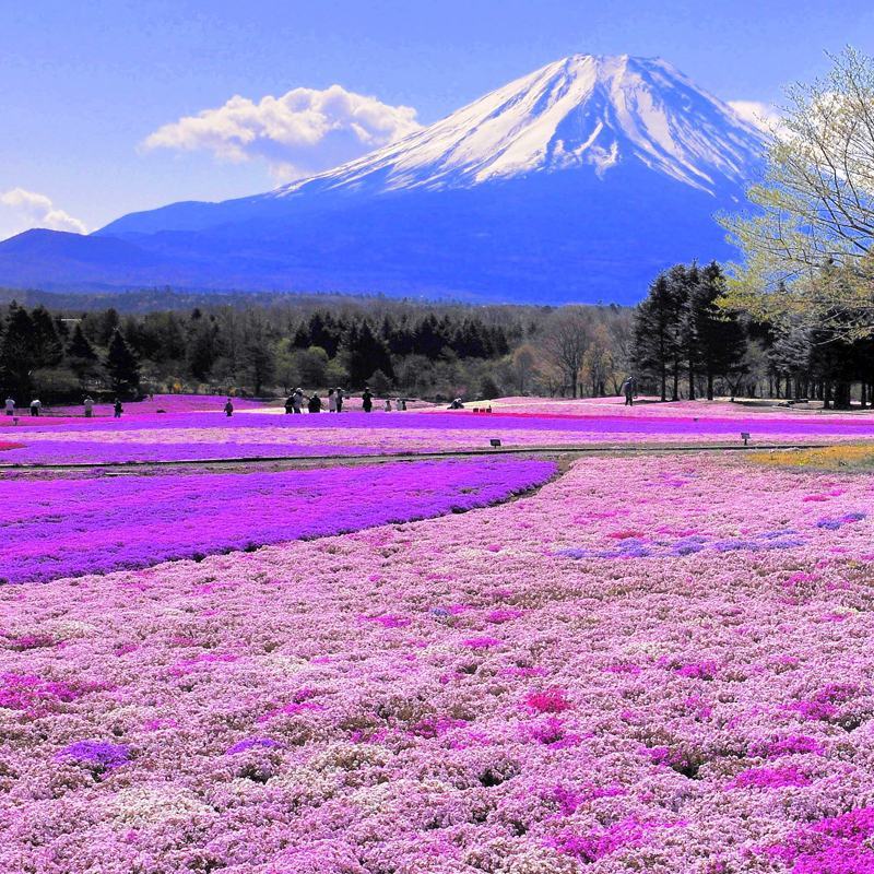 丛生芝樱花种子福禄考种子景观花海花籽五色梅四季开花种子
