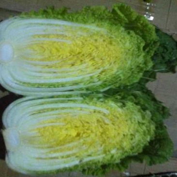 山东平度黄心打白菜，有需要联系我