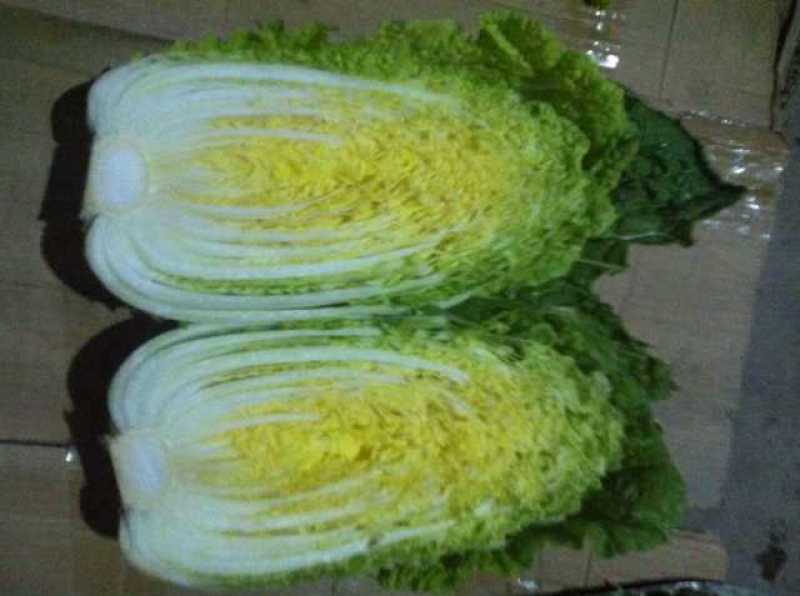 山东平度黄心打白菜，有需要联系我