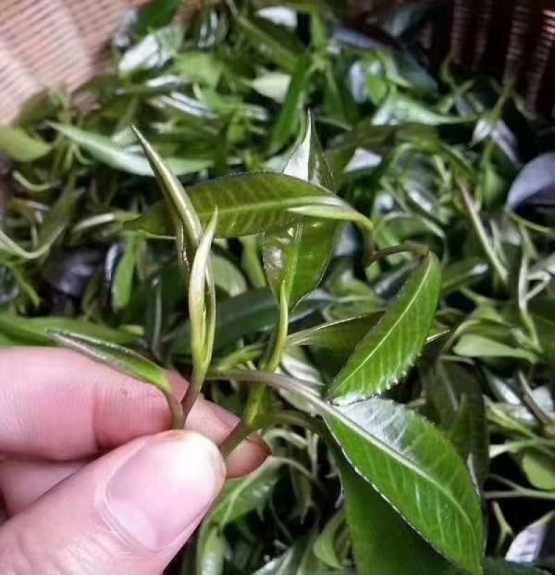 石崖茶，岩茶，金秀大瑶山产地直发，一手货源，品质保证