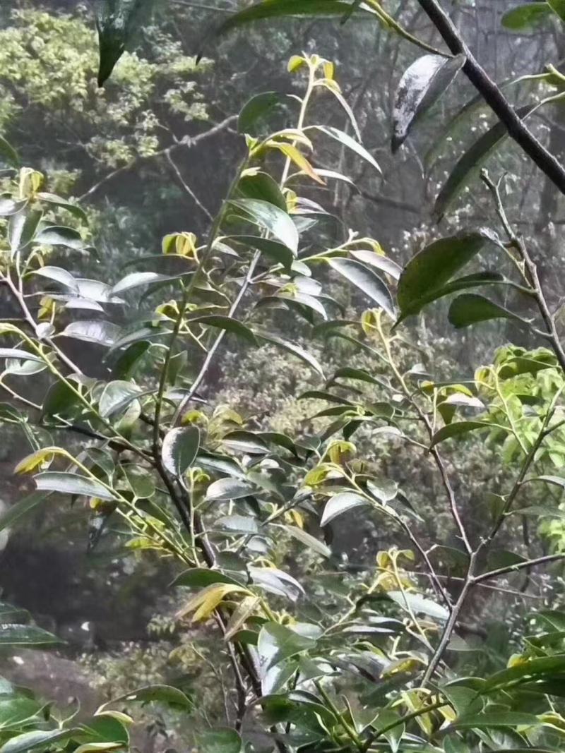 石崖茶，岩茶，金秀大瑶山产地直发，一手货源，品质保证