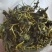 石崖茶，岩茶，金秀大瑶山产地直发，一手货源，品质保证