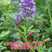 紫花苜蓿种子进口苜蓿种子多年生牧草四季型型牧草种籽
