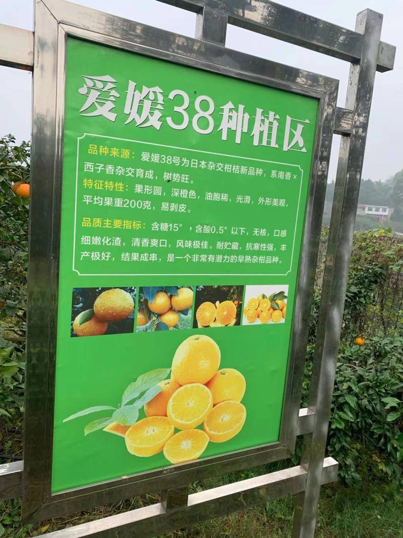 四川爱媛38号果冻橙甜蜜多汁原产地货源对接电商市场批发