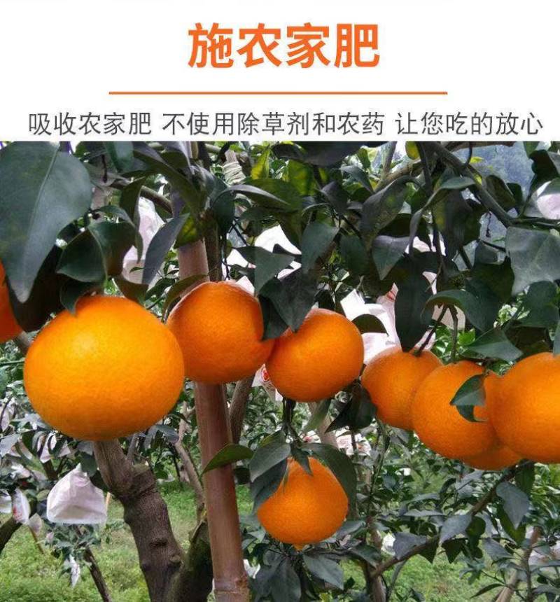 四川爱媛38号果冻橙甜蜜多汁原产地货源对接电商市场批发